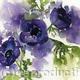 anenomes | (sold) | | Watercolour anenomes