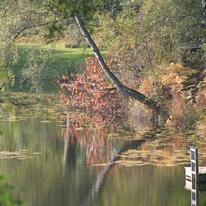 Woodland Scenes 001