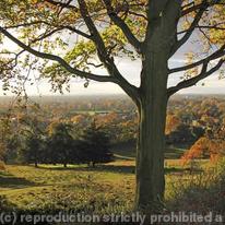 Woodland Scenes 002
