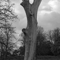 Woodland Scenes 003