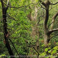 Woodland Scenes 004