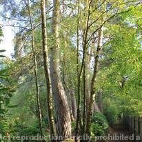 Woodland Scenes 005