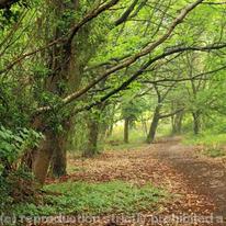 Woodland Scenes 006