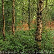 Woodland Scenes 007