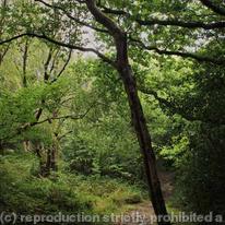 Woodland Scenes 008