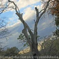 Woodland Scenes 009