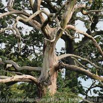 Woodland Scenes 010