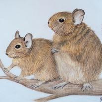 Degu Study 2: Curious