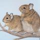 Degu Study 2: Curious