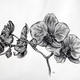 Orchids