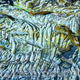 untitled-- | | | Acrylic untitled--