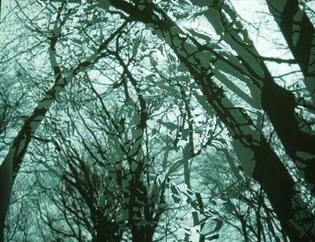 The Bough