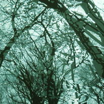 The Bough