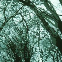 The Bough