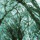 The Bough