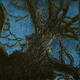 Tree Top