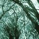 The Bough