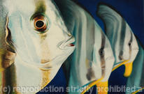 Close Encounters - Batfish
