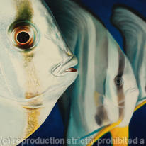 Close Encounters - Batfish