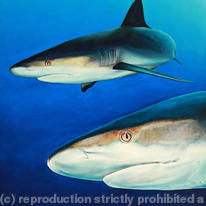 Close Encounters - Blacktip reef sharks