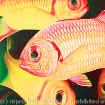 Close Encounters - Soldierfish