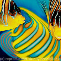 Close Encounters - Royal Angelfish