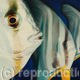 Close Encounters - Batfish