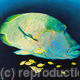 Close Encounters - Napoleonfish | | 60 x 70cm | Oil on canvas Close Encounters - Napoleonfish