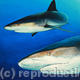 Close Encounters - Blacktip…