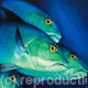Close Encounters - Snappers | | 60 x 70cm | acryl and oil on canvas Close Encounters - Snappers