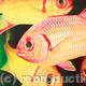 Close Encounters - Soldierfish | | 80 x 60cm | Oil on canvas Close Encounters - Soldierfish