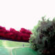 Red Heath
