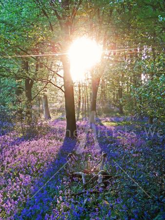 Bluebells in Morning Sunshine