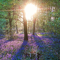 Bluebells in Morning Sunshine