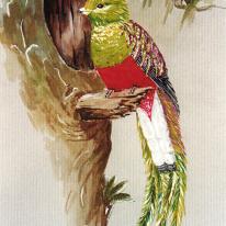 South American Quetzal