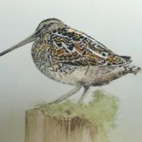 Common Snipe