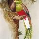 South American Quetzal