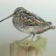 Common Snipe