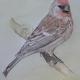 Redpoll