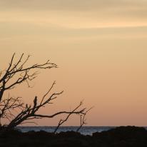 Sunset and twigs