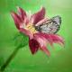 Buttefly