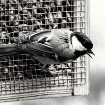 Great Tit