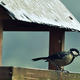 Great Tit