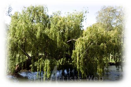 Weeping Willows