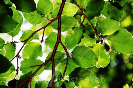 Leafy View