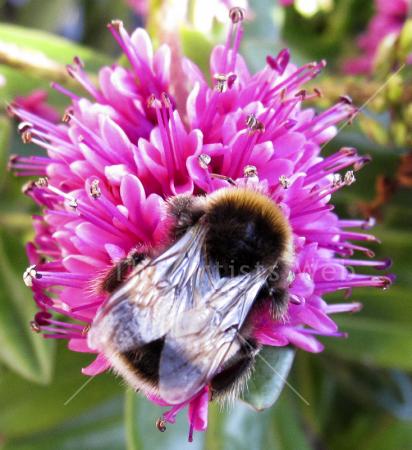 Bee