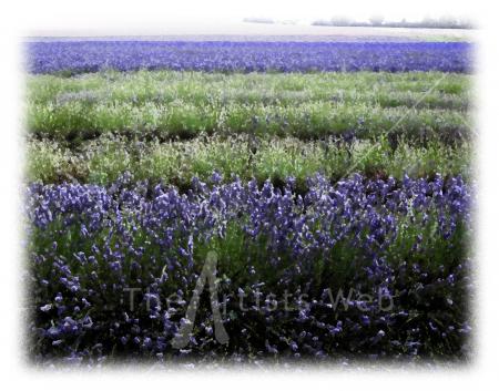 lavender fields