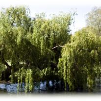 Weeping Willows