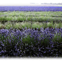 lavender fields