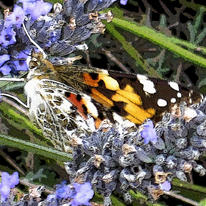 butterfly feeding